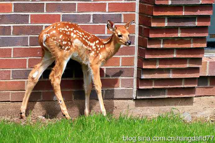 误入校园的小鹿