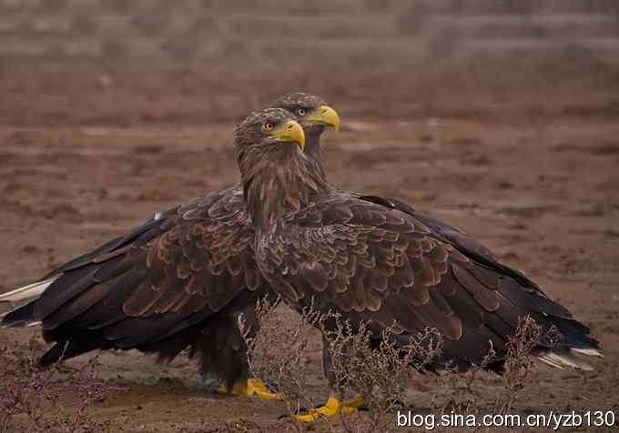 哥俩好鈥斺敽５裥值埽ㄗ橥迹11张图片）