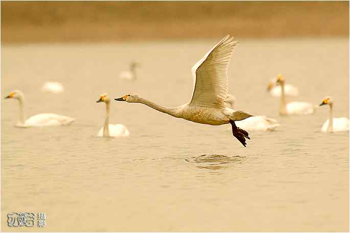  点击图片或使用键盘← →翻页