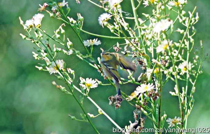 黄眉柳莺（23）