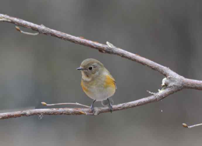 雌性红胁蓝尾鸲(14) 雌性红胁蓝尾鸲(14)