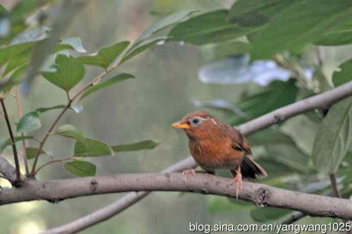 画眉鸟（记录版）