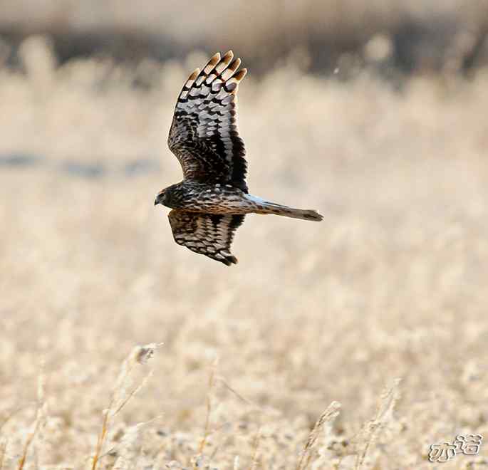 官厅水库&nbsp;wbr路&nbsp;wbr四种猛禽