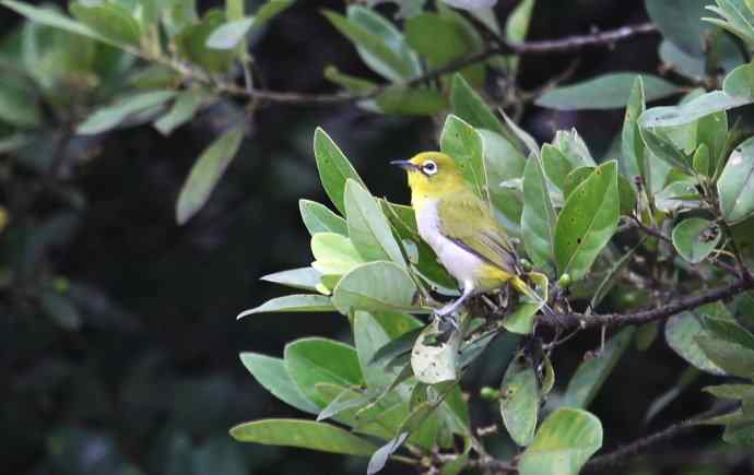 摄鸟拾趣（十六） 暗绿绣眼鸟