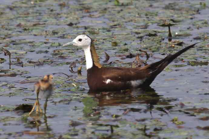 摄鸟拾趣（十八） wbr wbr水雉