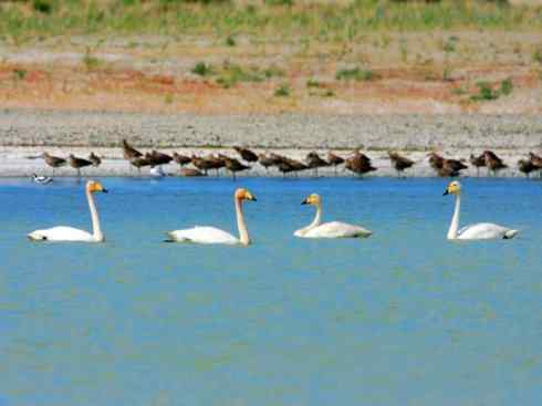 雁鸭之最之三 雁鸭之最之三