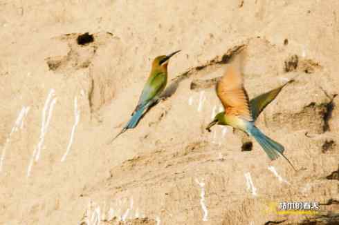 育雏期的鈥溊鹾矸浠⑩