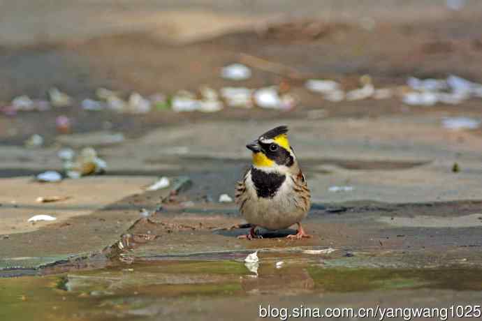 雄性黄喉鹀（6）