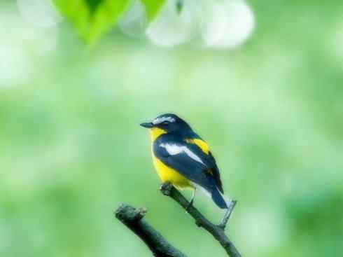 美丽无罪：雀鸟之姬鹟