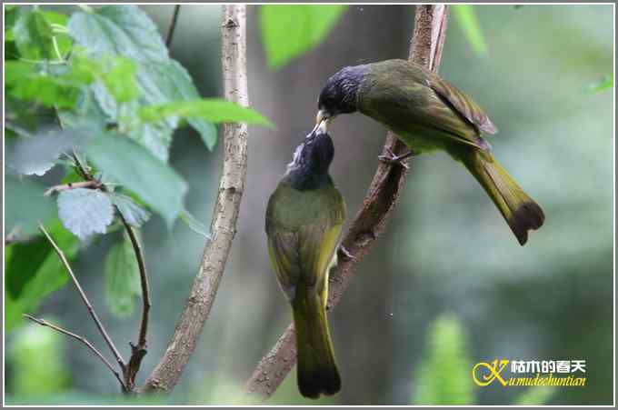 夏天的鈥湸裟疋潯菊掌 夏天的鈥湸裟疋潯菊掌