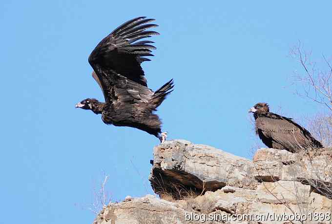 走近秃鹫:一段撼人心魄的拍摄经历 走近秃鹫:一段撼人心魄的拍摄经历