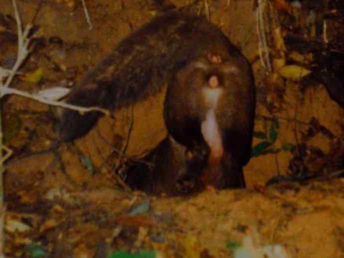 犬科：犬亚科小耳犬属的小耳犬