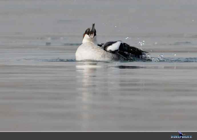 弱肉强食：白秋沙追抢小 wbr口中夺鱼