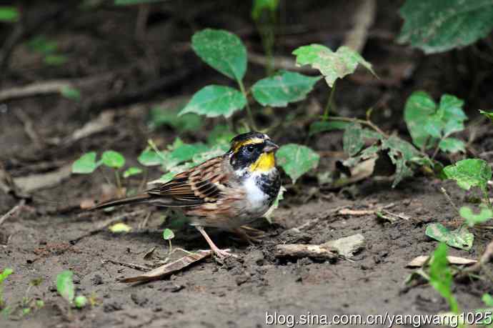 雄性黄喉鹀（1）