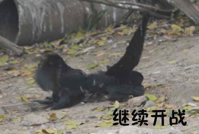 北京动物园的鸟类——争斗