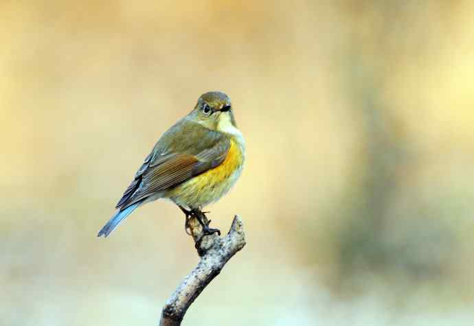 雌性红胁蓝尾鸲（17）
