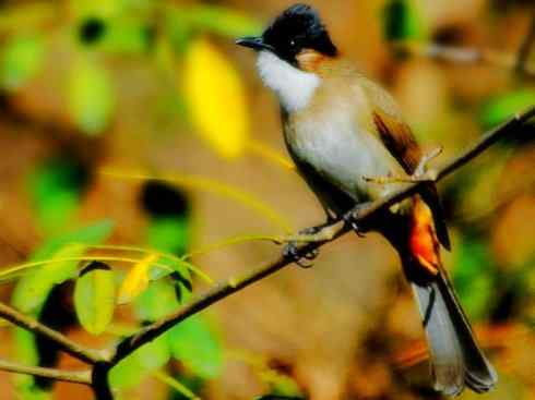 家禽驯化之源之三十（红耳鹎、领雀嘴鹎）