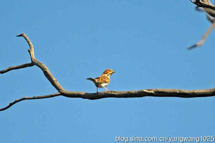 杂片（雌性红喉歌鸲与小鹀）
