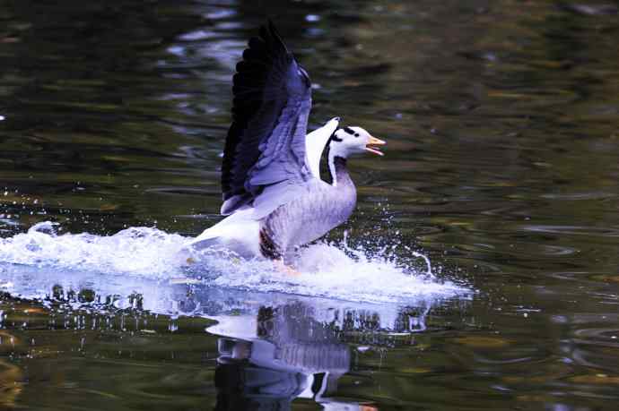 斑头雁（抓拍）5