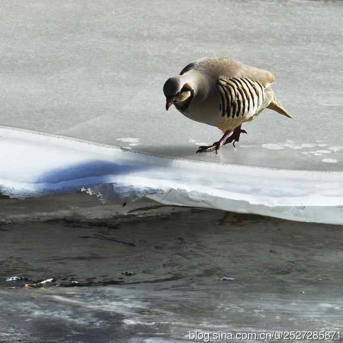 石鸡喝水的故事