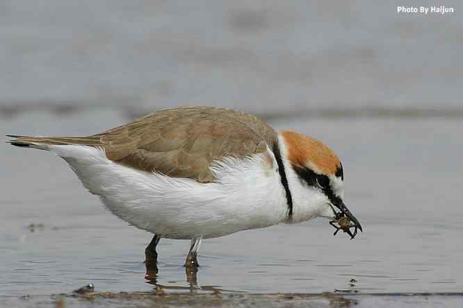 野鸭湖追拍环颈鸻