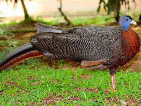 凤凰:传说中的鸟原型探秘(大眼斑雉) 凤凰:传说中的鸟原型探秘(大眼斑雉)