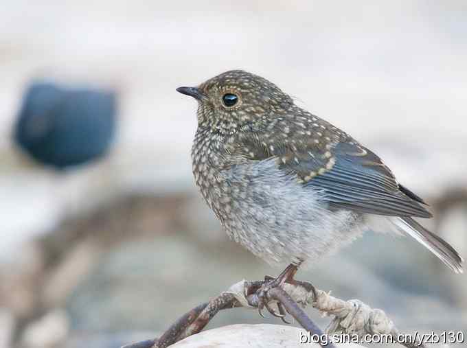 红尾水鸲小宝宝（组图）