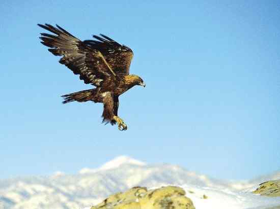 【视频】金雕捕杀野兔