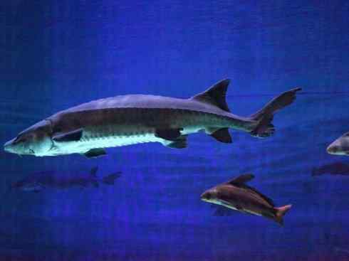 鱼类活化石：中华鲟