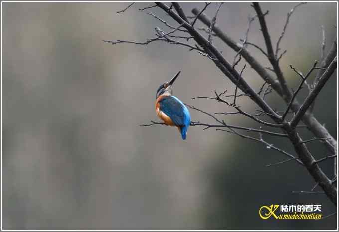 远近鈥溞〈溻澑鞑煌菊掌 远近鈥溞〈溻澑鞑煌菊掌