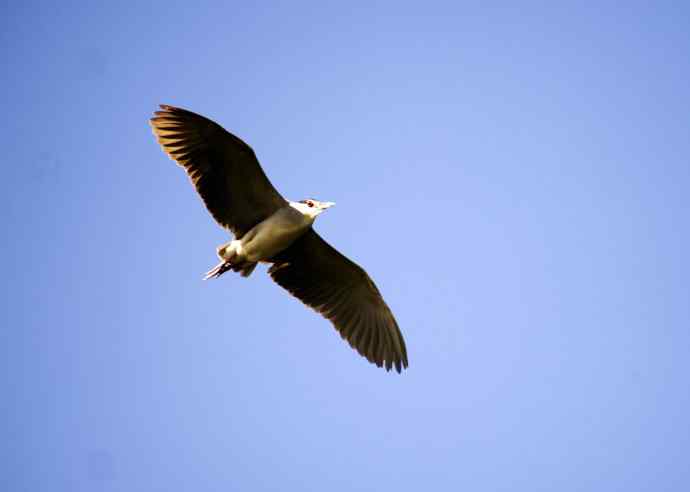 夜鹭(2011年4月) 夜鹭(2011年4月)