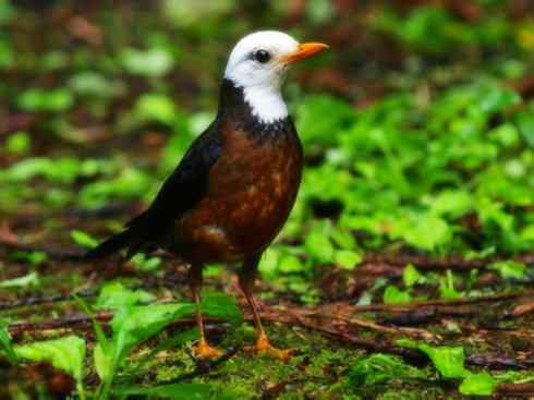 白头鸟系列:另类的美丽（岛鸫）