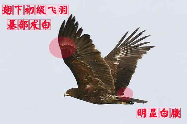 猛禽大全——中国东部地区27种迁徙类猛禽辨识