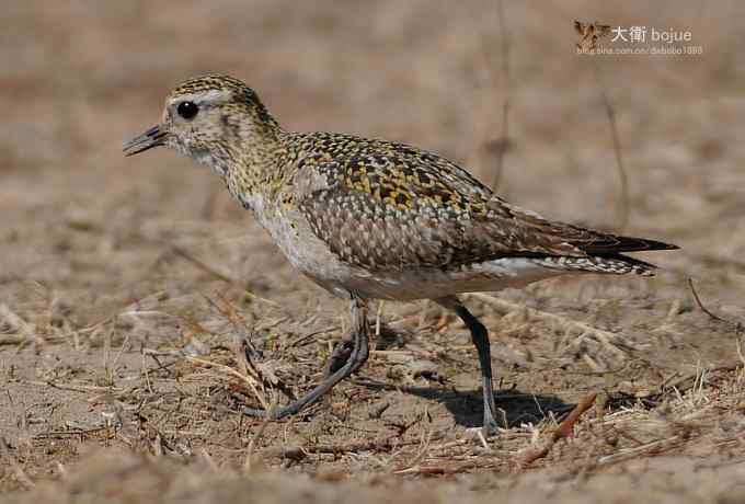 野鸭湖：金斑鸻