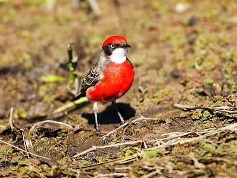 美丽无罪：雀鸟之欣赏2