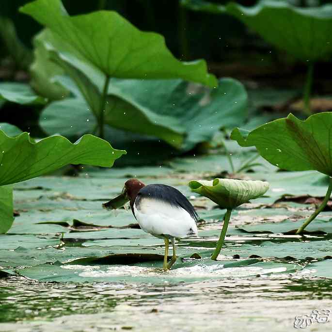 圆明园&nbsp;wbr路&nbsp;wbr池鹭抓了条大鱼