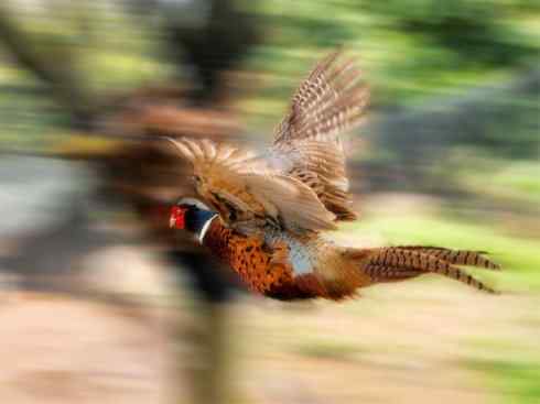 凤凰：传说的鸟原型探秘（雉鸡）