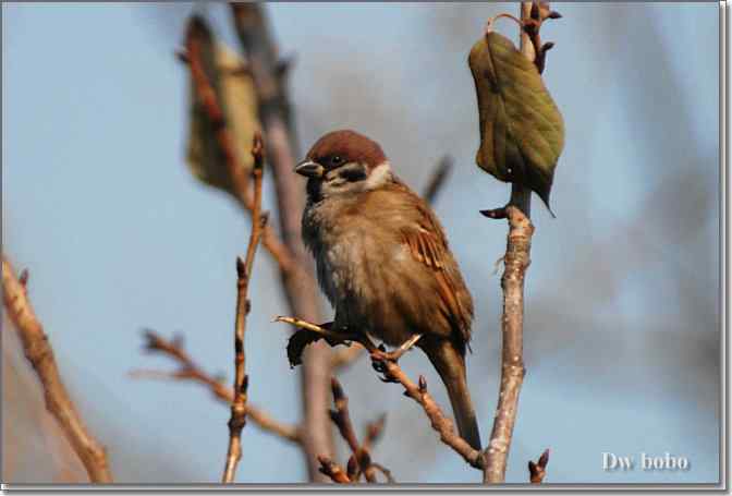 点击图片或使用键盘← →翻页