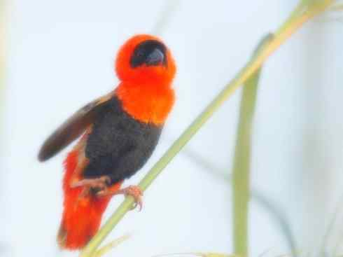 十大鸟类建筑师之二（织布鸟、维达雀）