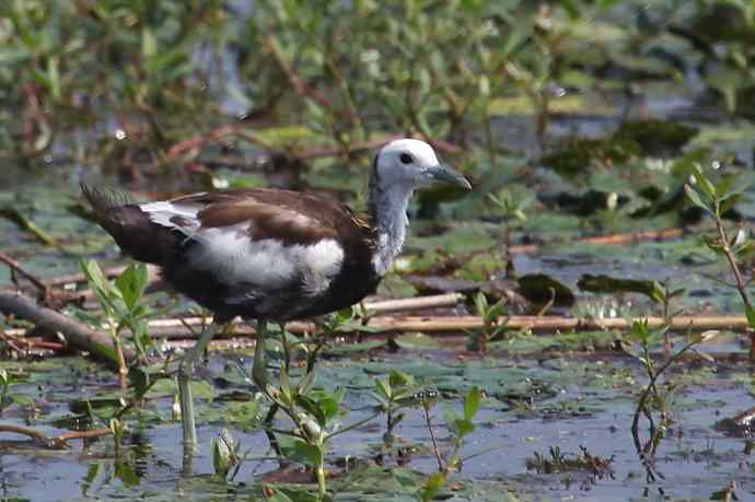 摄鸟拾趣（十八） wbr wbr水雉