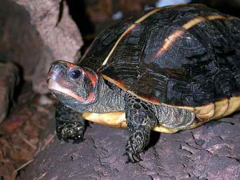 玄武：传说的兽原型探秘（潮龟）