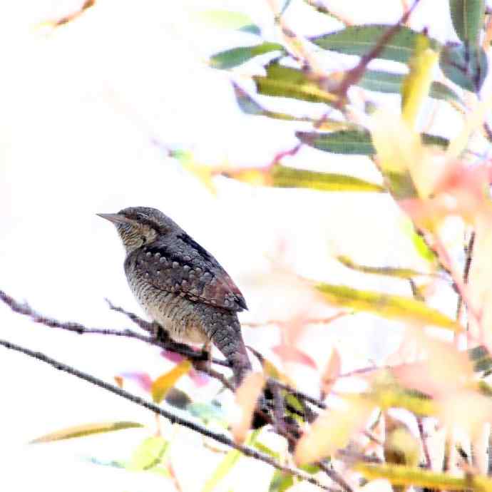 拍鸟黄金季节时