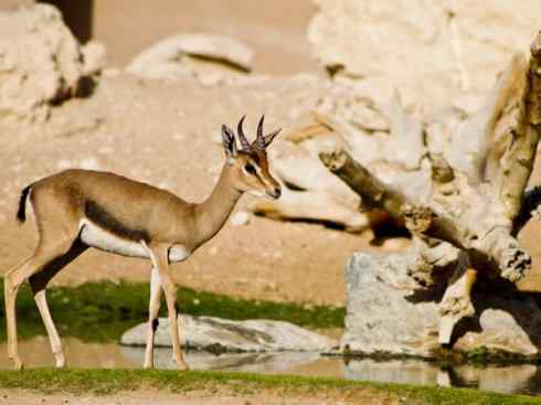 麒麟：传说的兽原型探秘（鹿羚）