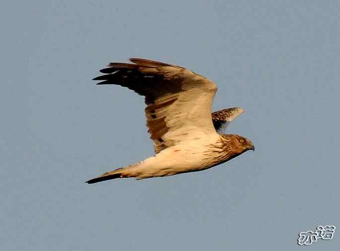 北京西山拍鸟——白腹鹞
