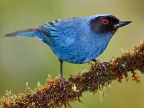 极品红色鸟类：猩红比蓝雀