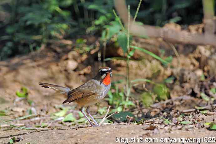 雄性红喉歌鸲（21）