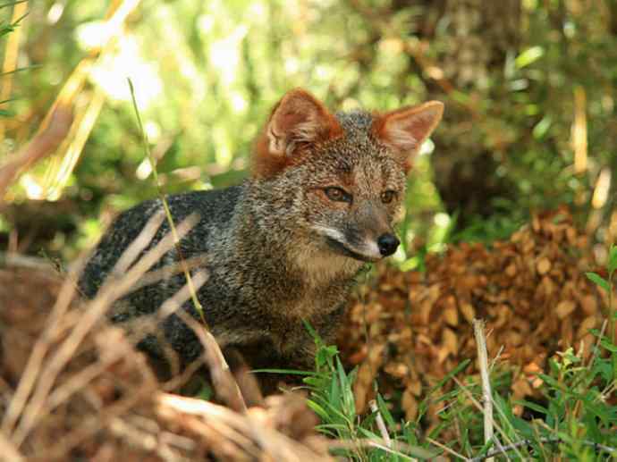 犬科：狐亚科伪狐属之阿根廷狐、山狐、达尔文狐