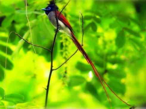 猎奇：长尾鸟雀（咬鹃和寿带鸟）