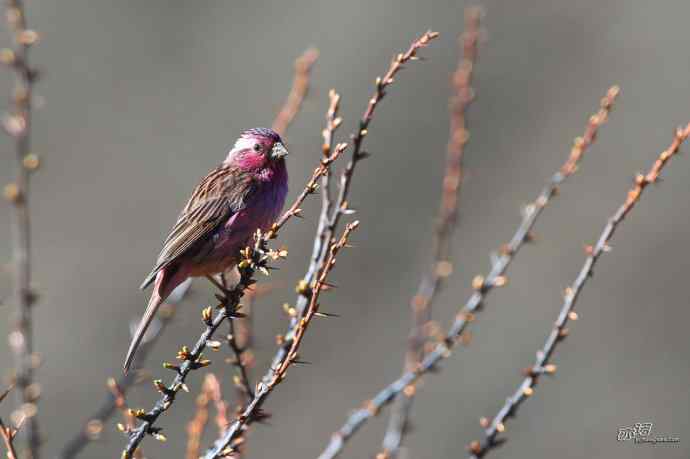 轻寒薄暖，再上川西