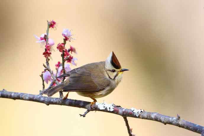 炮的野生鸟类摄影2012总结之三---黄昏界